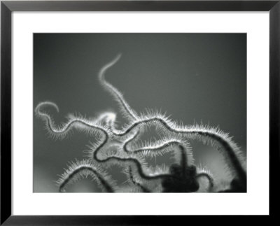Furry tentacles Framed Print Furry tentacles Framed Print