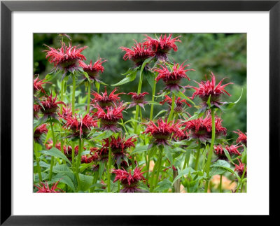 Monarda (Squaw) Framed Print Monarda (Squaw) Framed Print
