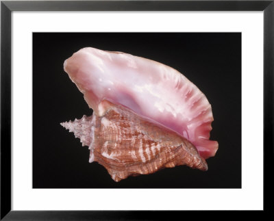 Conch Shell Framed Print Conch Shell Framed Print