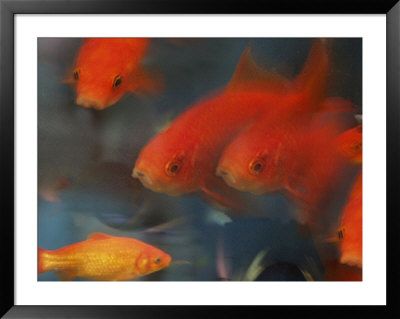 Gold Fish Framed Print Gold Fish Framed Print