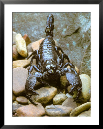 Scorpion Framed Print Scorpion Framed Print