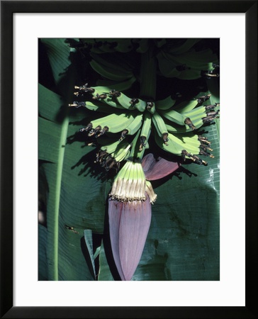 Tropical Banana Tree Framed Print Tropical Banana Tree Framed Print