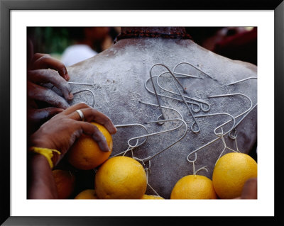 piercings on back. Oranges Hanging from Piercings on a Devotee#39;s Back, Thaipusam Festival, Singapore, Singapore Framed. zoom. view in room