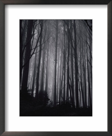 Mountain ash trees Framed Print Mountain ash trees Framed Print