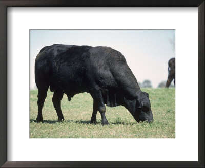 Bragus Bull Framed Print Bragus Bull Framed Print