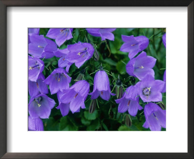 Fairies Thimbles Framed Print Fairies Thimbles Framed Print