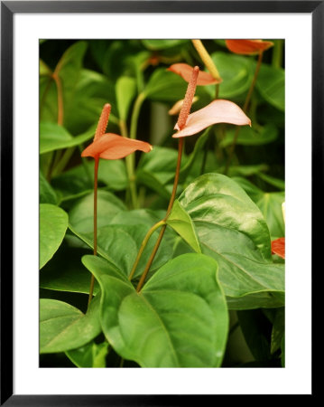 Anthurium Andreanum Framed Print Anthurium Andreanum Framed Print
