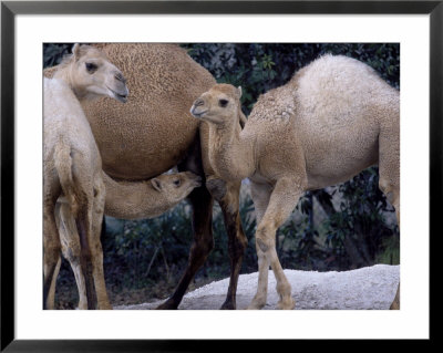 Camels Framed Print Camels Framed Print