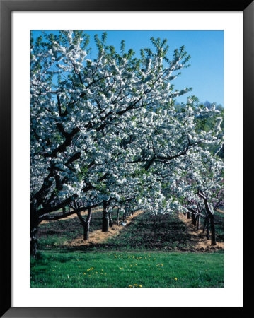 Blossoming Orchard Framed Print Blossoming Orchard Framed Print