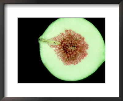 Fig Wasp, Belize Framed Print Fig Wasp, Belize Framed Print