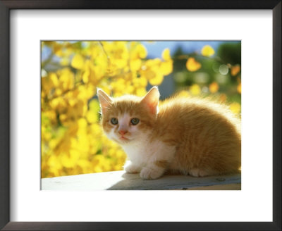 orange and white kitten. Orange and White Kitten, USA Framed Print. zoom. view in room