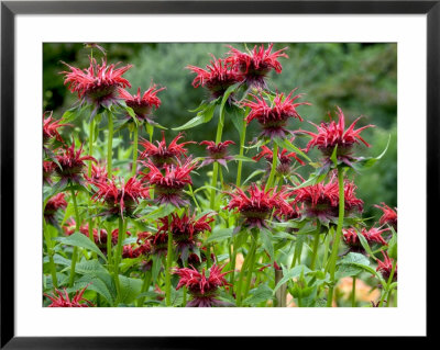 Monarda (Squaw) Framed Print Monarda (Squaw) Framed Print
