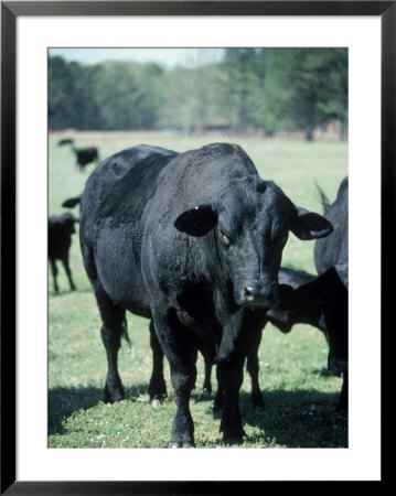 Bragus Bull Framed Print Bragus Bull Framed Print