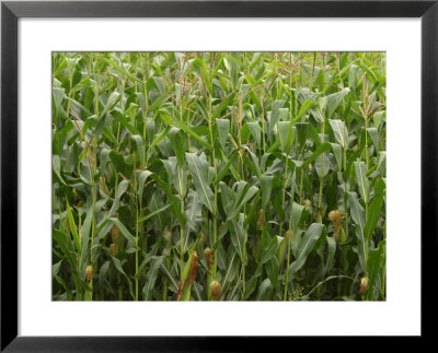 Close-up of grass Framed Print Close-up of grass Framed Print