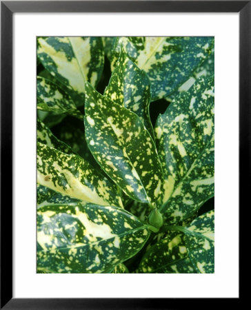 Spotted Laurel Framed Print Spotted Laurel Framed Print