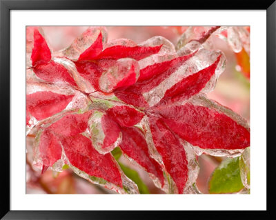 bamboo leaf japanese maple bonsai. Heavenly+amboo+leaf