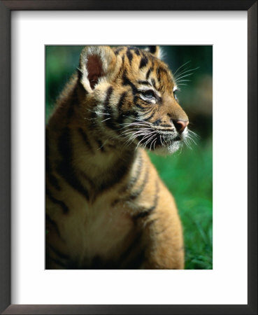 Sumatran+tiger+cubs+sydney+zoo