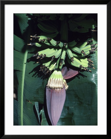 Tropical Banana Tree Framed Print Tropical Banana Tree Framed Print