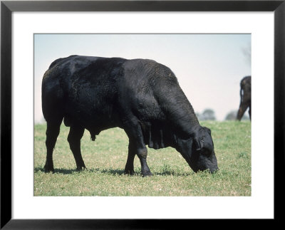 Bragus Bull Framed Print Bragus Bull Framed Print