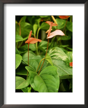Anthurium Andreanum Framed Print Anthurium Andreanum Framed Print
