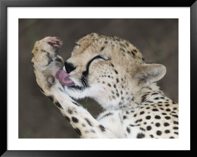 arthur-morris-detail-of-adult-cheetah-licking-blood-off-paw-masai-mara-kenya.jpg