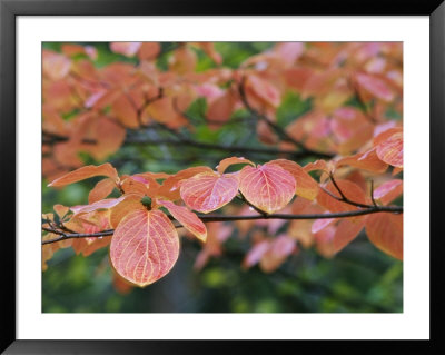 White+dogwood+tree+leaves