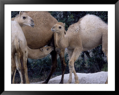 Camels Framed Print Camels Framed Print