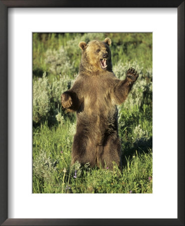 Grizzly Bear Standing. grizzly bear standing