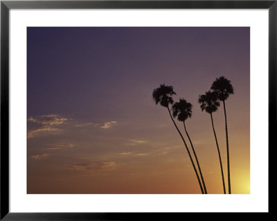 beach sunset with palm trees. Sunset And Palm Trees,