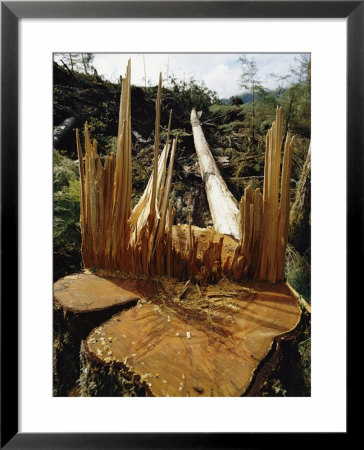 Tree stump Framed Print Tree stump Framed Print