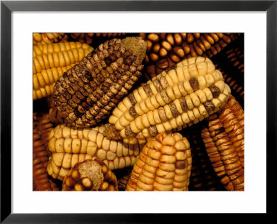 Peruvian Corn, Peru Framed Print Peruvian Corn, Peru Framed Print
