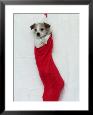 Homeless Puppy, December 2002 Framed Print Homeless Puppy, December 2002 Framed Print