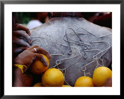 piercings on back. Oranges Hanging from Piercings on a Devotee#39;s Back, Thaipusam Festival, Singapore, Singapore Framed. zoom. view in room