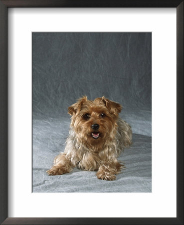 Yorkshire Terrier Framed Print Yorkshire Terrier Framed Print