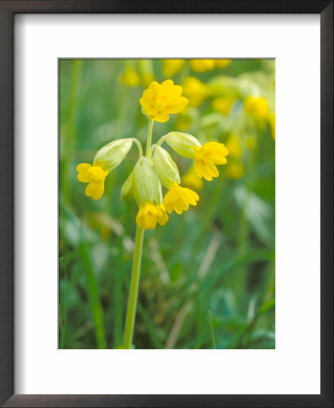 Cowslip, Primula Veris Framed Print Cowslip, Primula Veris Framed Print