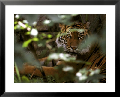 Bengal Tiger Framed Print Bengal Tiger Framed Print