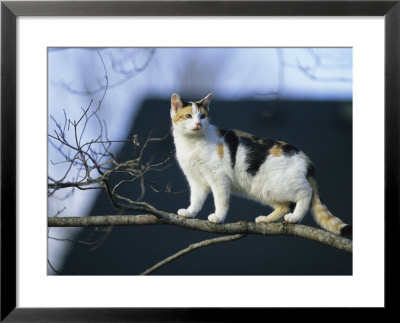 Cat Climbs a Tree Framed Print Cat Climbs a Tree Framed Print