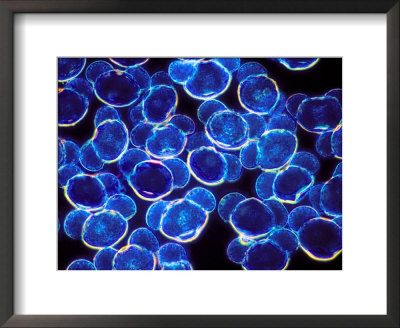Pine Tree Pollen Framed Print Pine Tree Pollen Framed Print