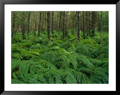 Forest ferns Framed Print Forest ferns Framed Print