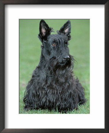 Scottish Terrier Framed Print Scottish Terrier Framed Print