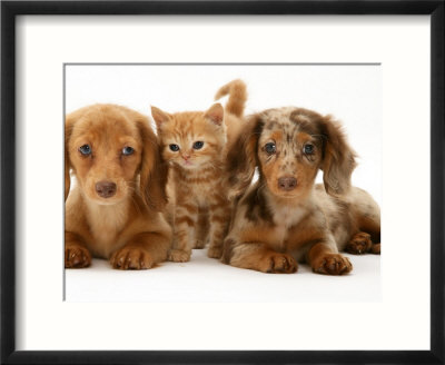miniature long haired dachshund puppies. Miniature Long-Haired