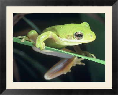 Frogs+climbing