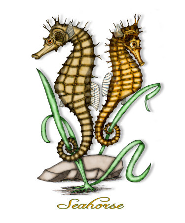 Seahorse Photographic Print Seahorse Photographic Print