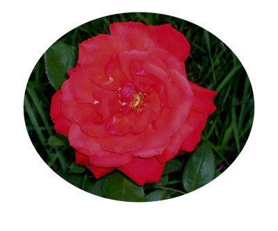 Bright Red Rose Photographic Print Bright Red Rose Photographic Print