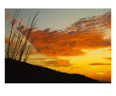 Octillo Sunset Photographic Print Octillo Sunset Photographic Print