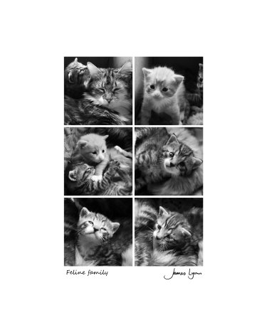 Feline Family Photographic Print Feline Family Photographic Print