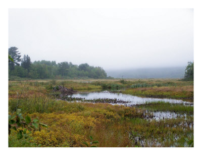 Morning Fog Photographic Print Morning Fog Photographic Print