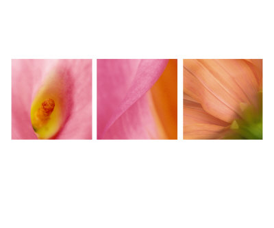 Pink Trio Photographic Print Pink Trio Photographic Print