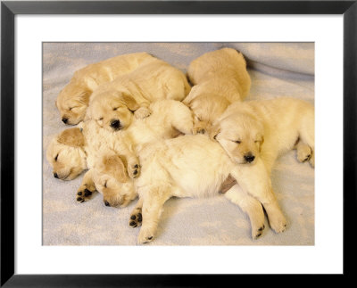 golden retriever puppies sleeping. Sleeping Golden Retriever