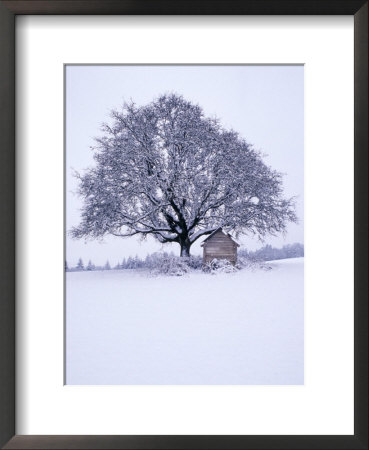 House Under Snow-Covered Tree Framed Print House Under Snow-Covered Tree Framed Print